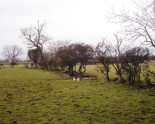 Decaying_hedge_-_geograph.org.uk_-_1715089